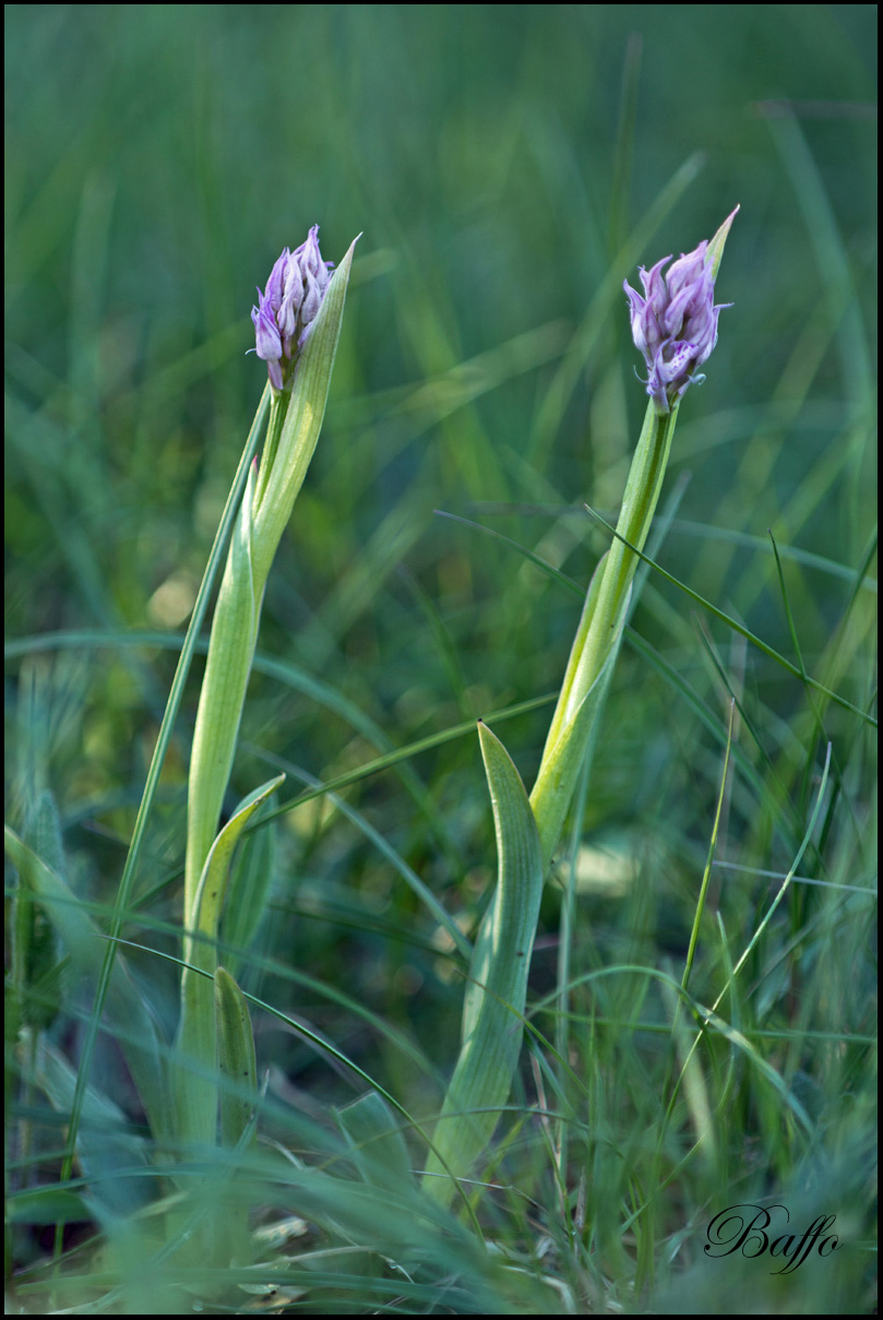 Neotinea tridentata